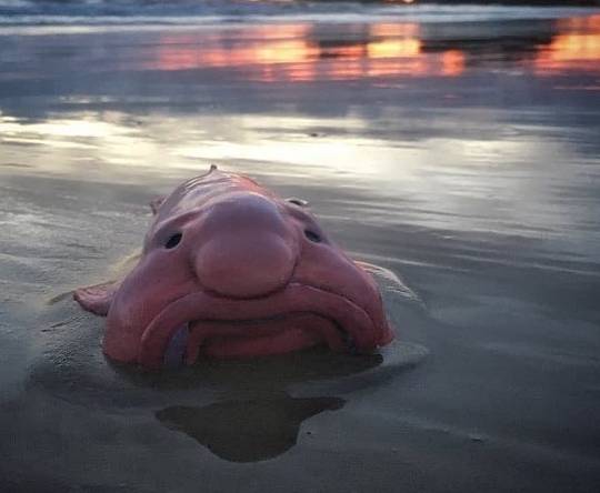 Blobfish wins New Zealand’s Fish of the Year, shedding 'ugly' label