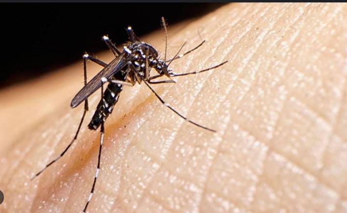 Mosquito-borne chikungunya kills two in France