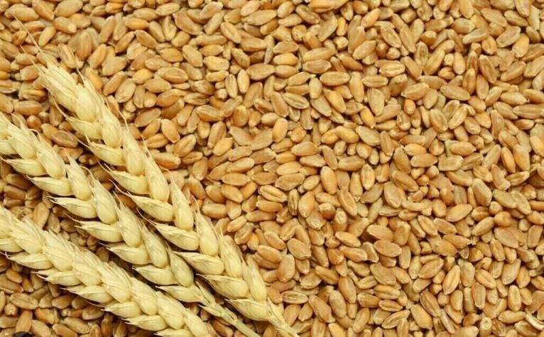 Punjab govt releases additional wheat to curb price hike 