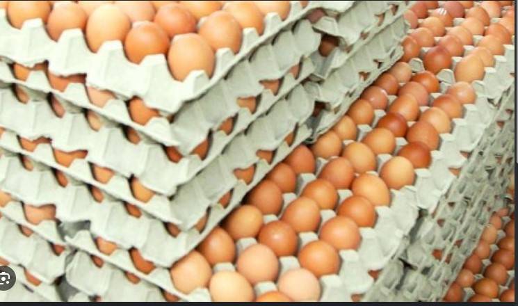 US imports eggs from Korea, Turkey to help ease prices