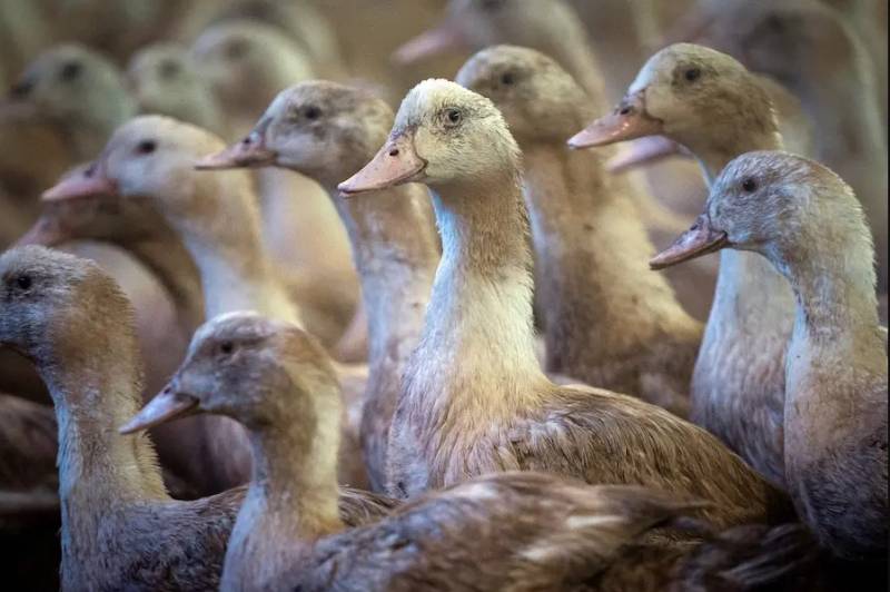 Faux gras? Scientists craft 'more ethical' version of French delicacy