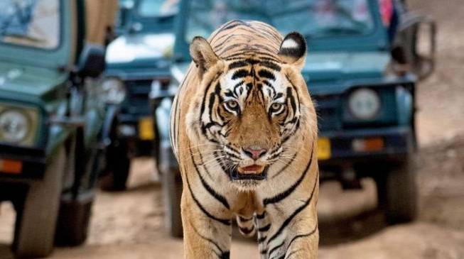 Lahore Safari Park to start tiger safari soon 