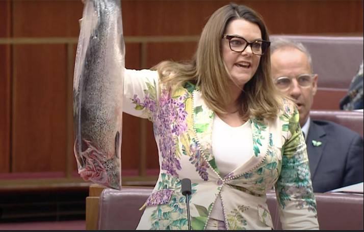 Australian lawmaker shocks senate with dead salmon stunt