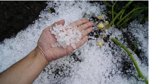 Hailstorms destroy crops, trees in Upper Dir 