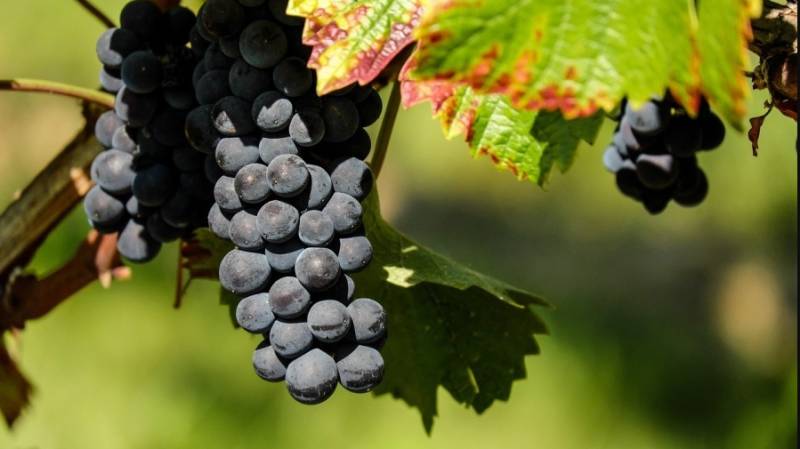 EU seeks to bring sparkle back to struggling wine sector