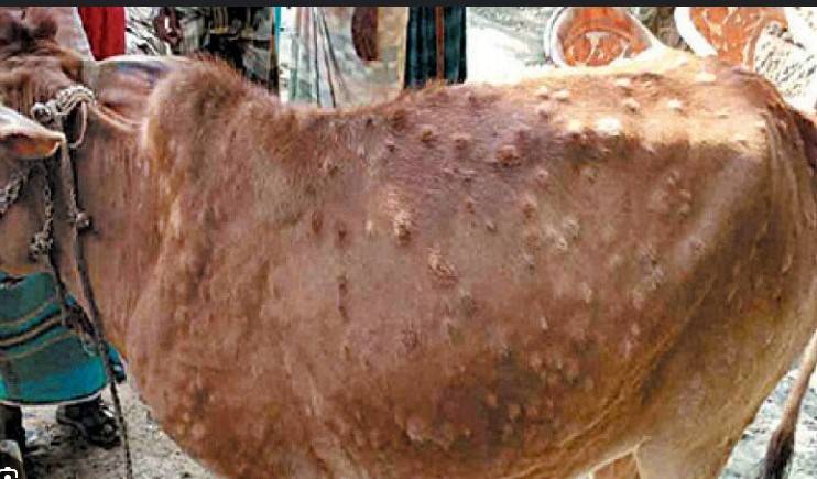 Lumpy skin disease again threatens cattle in South Punjab