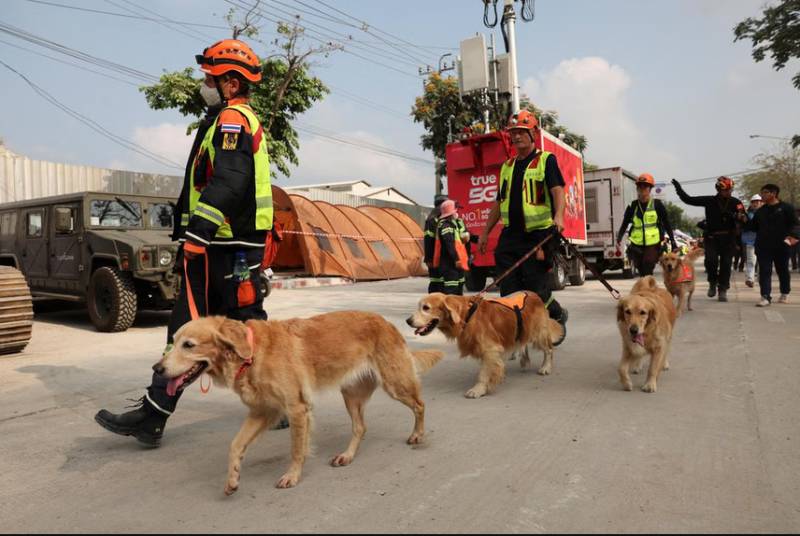 Thailand rescue dogs double as emotional support