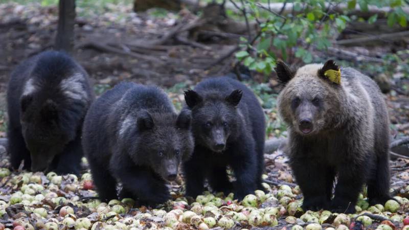 Slovakia allows culling 350 bears, riles conservationists