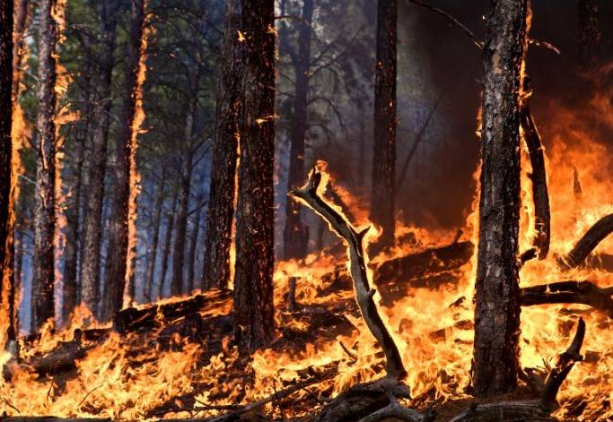 Thousands of trees destroyed as fire spreads in Liaquatpur forest
