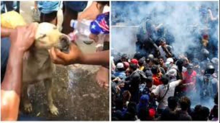Sri Lanka's crackdown on dogs for India PM's visit sparks protest