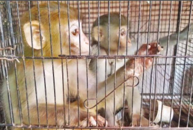 8 pet monkeys escape from industrialist's cage in Gujranwala