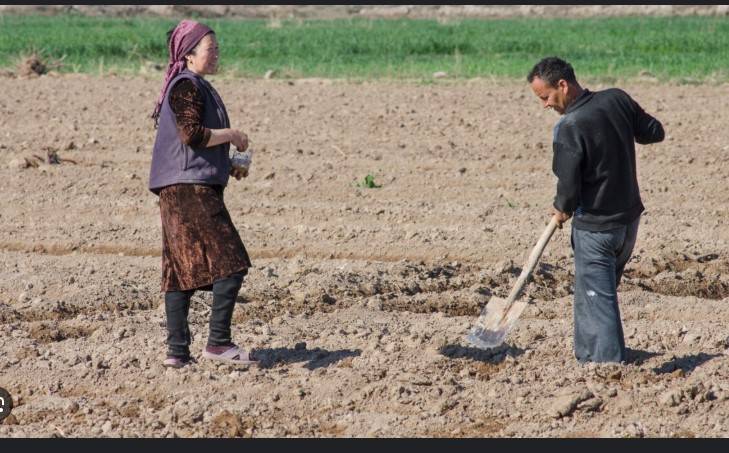 Crops under threat as surprise March heatwave hit Central Asia: study