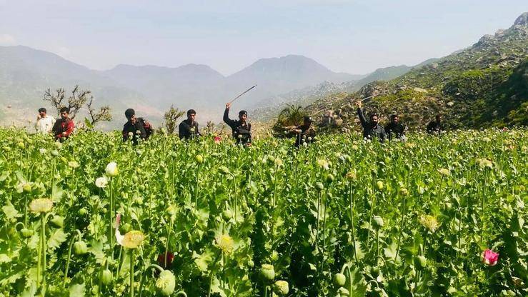 KP police destroy multi-million rupee secret opium crops in Bara