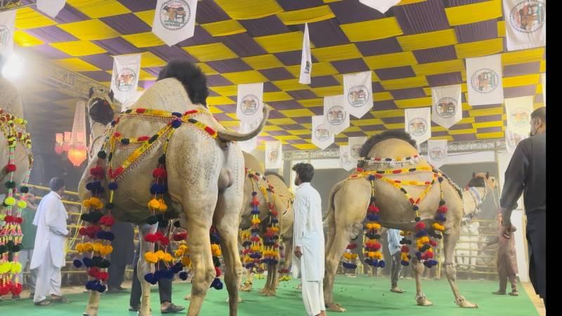Camel Fashion Show draws huge crowd at Besakhi Mela in Sakhi Sarwar 