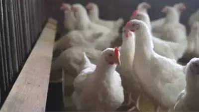 Mexico reports first human death from H5N1 bird flu