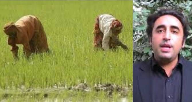 PPP to launch farmers’ rights movement across Punjab