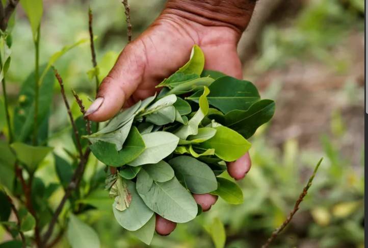 Colombia to lift decade-old ban on coca-killing spray