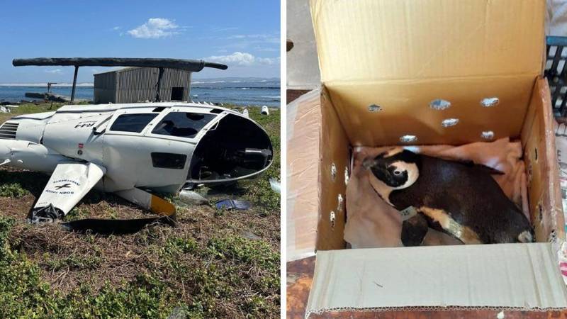 Penguin in a box caused S.Africa chopper crash