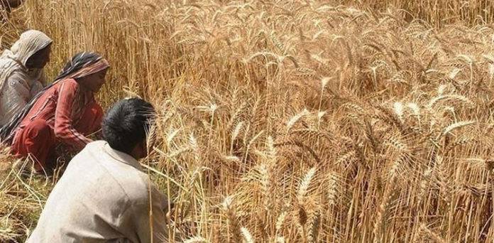 Agriculture Authority Bill to hit federal cabinet table tomorrow