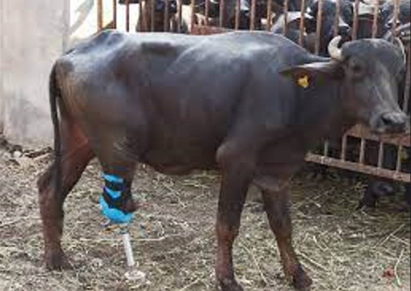 Landlord cuts buffalo’s legs with axe over entering his field in Tandlianwala