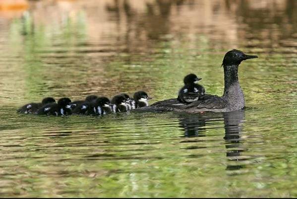 Prague zoo breeds near-extinct Brazilian mergansers