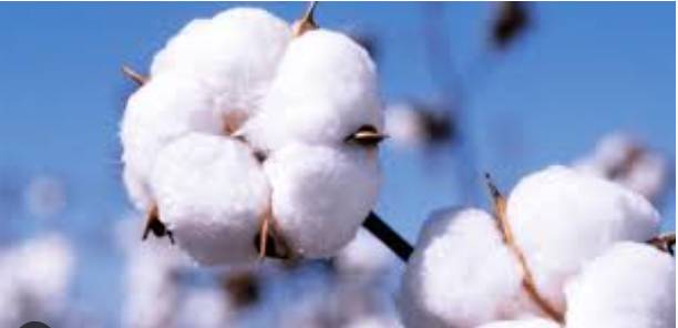 Cotton imports register 60pc jump in 9-month of current fiscal year