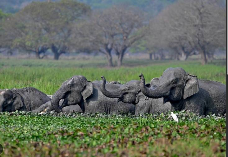 India's elephant warning system tackles deadly conflict