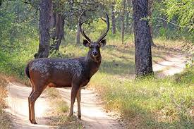 Indian deer caught by locals in Narowal 