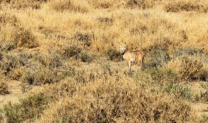 Rare wild cat spotted in Pakistan's Cholistan Desert