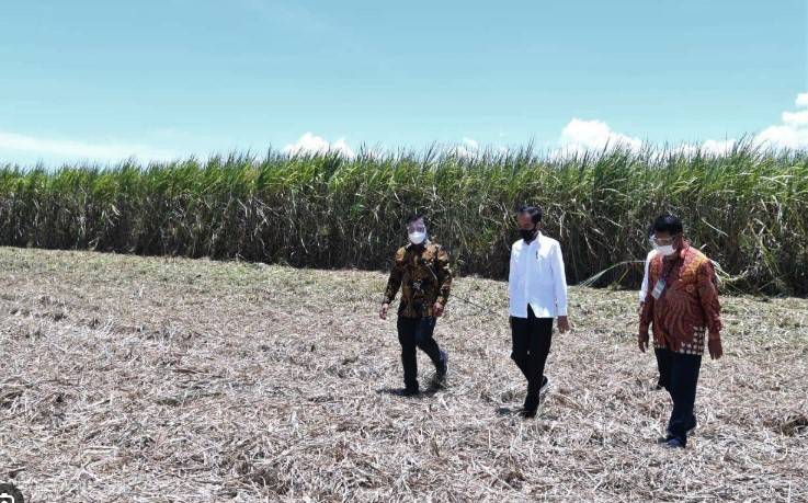 Indonesia food plan risks 'world's largest' deforestation