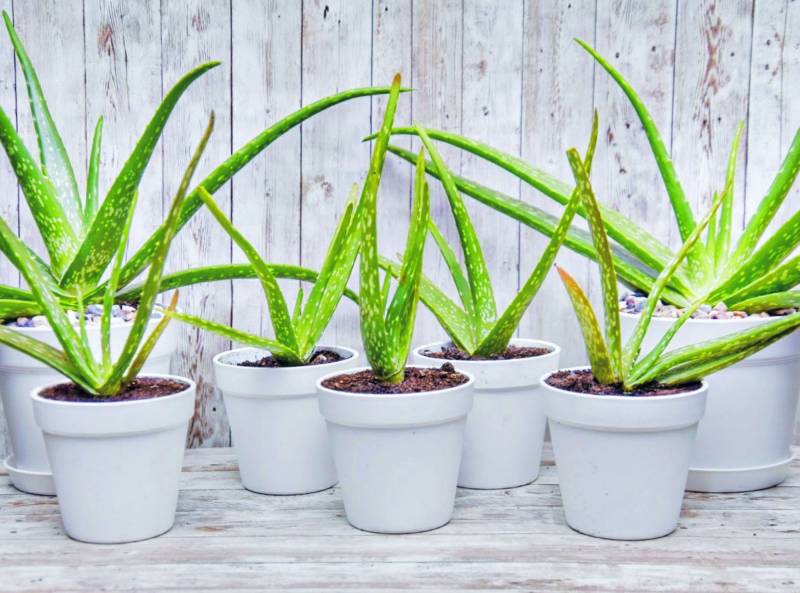 Why Every Home Needs an Aloe Vera Plant