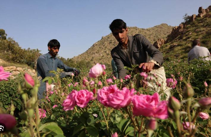 Saudi 'city of roses' offers fragrant reminder of desert's beauty