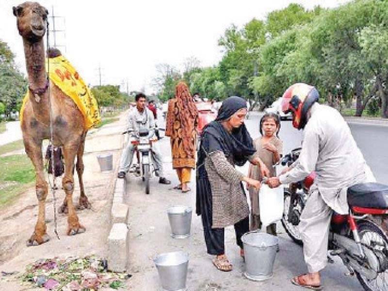 Pakistan sends 1st shipment of camel milk powder to China