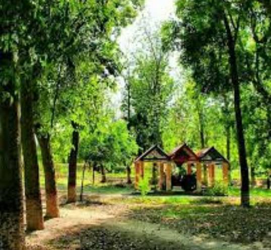 Punjab govt accelerates green initiatives to combat smog, pollution