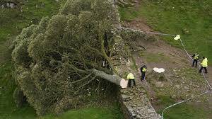 Two men in court charged with 'moronic' felling of famed UK tree