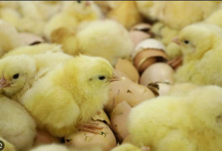 CCP imposes Rs150m penalty on eight poultry hatcheries