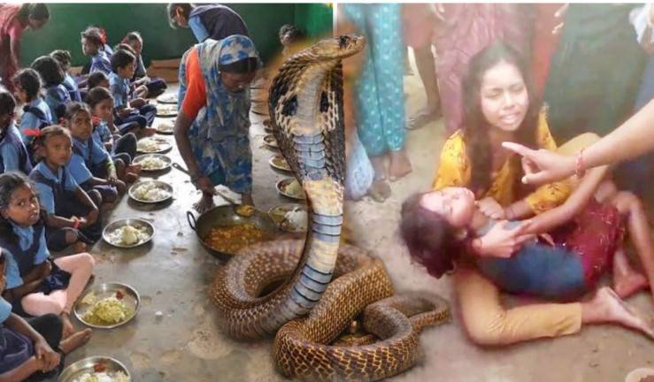 India probes snake in school lunch after 100 children fall sick