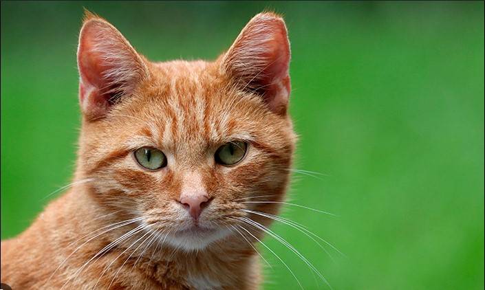 Cat sole survivor of 115-meter fall in US canyon