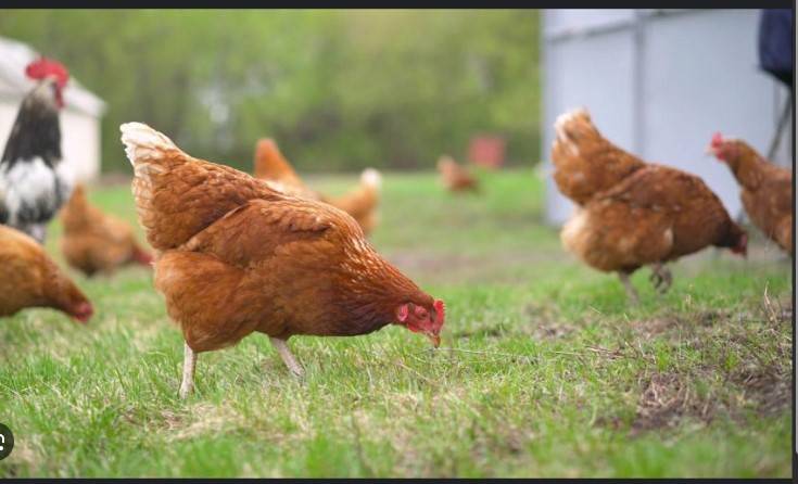 Rising egg prices prompt hen hires in US