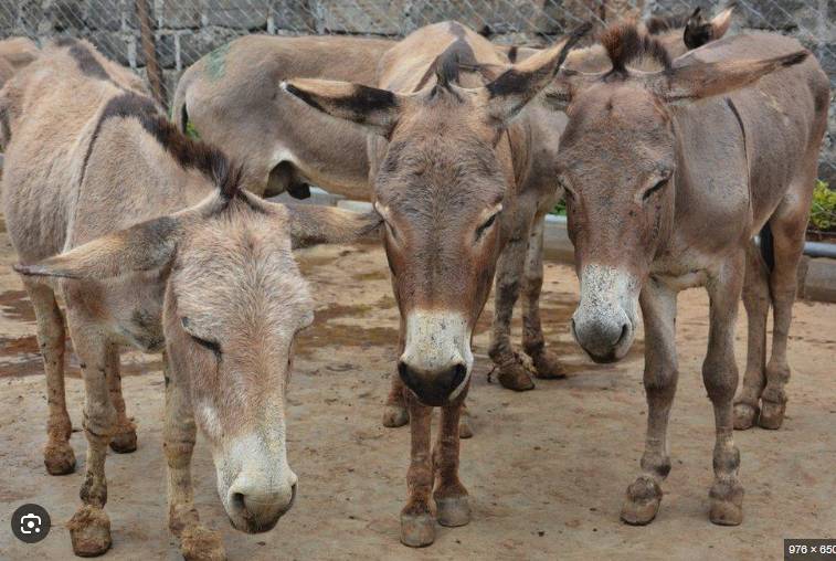 Attempt to smuggle donkey skins worth Rs80m foiled in Karachi