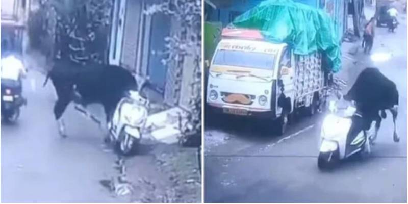 Bull on a scooter? Viral video leaves internet in splits
