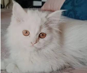 Rare Russian cat stolen from govt officer's house in Lahore