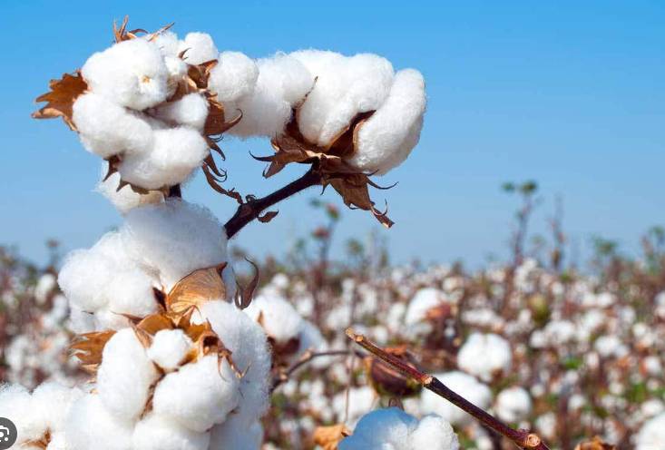 Cotton price soars to Rs17,500 per maund