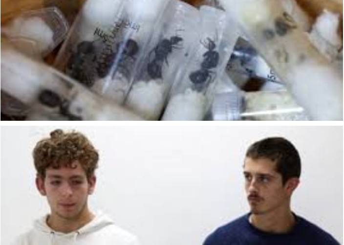Kenya court fines ant smugglers for 'bio-piracy'