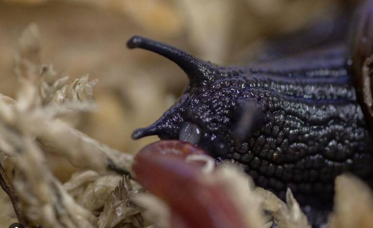 Scientists marvel as NZ snail lays egg from neck
