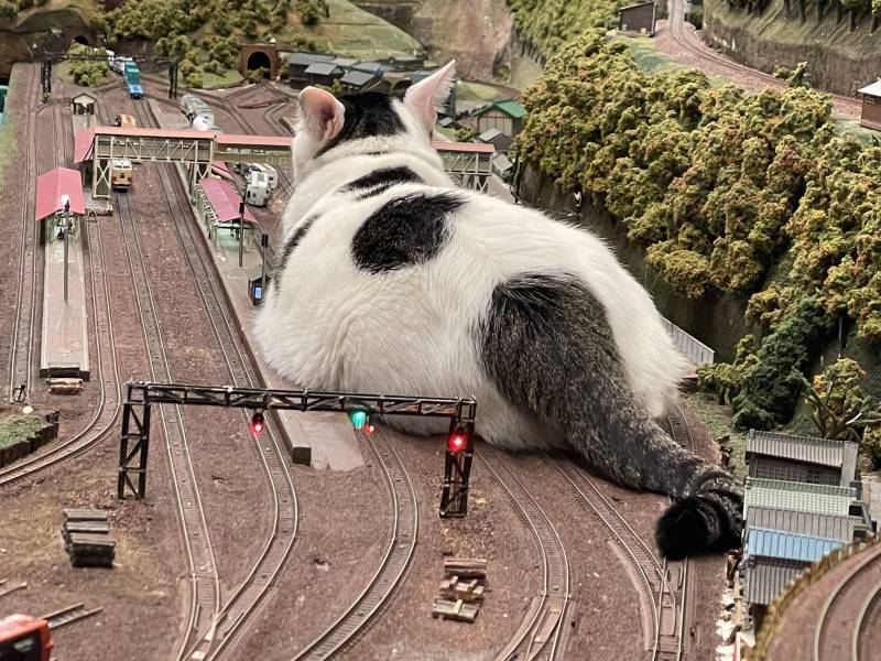 Cat on train tracks? 20 minutes to retrieve it, France says