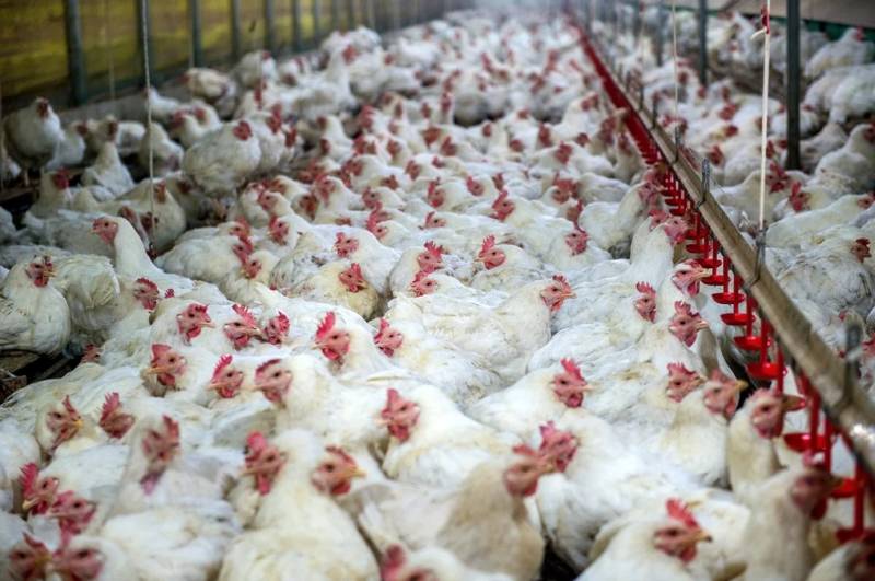 China suspends chicken exports from Brazil after bird flu outbreak