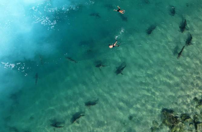 'Alpha predator' sharks and humans clash on Mediterranean beach