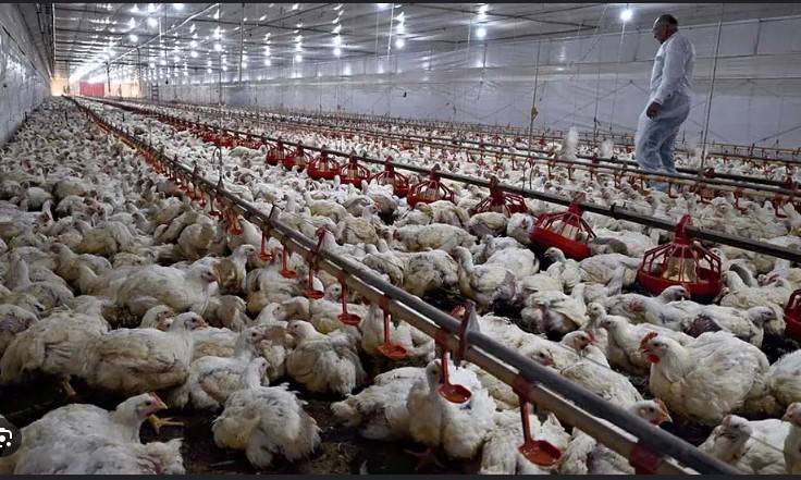 China, EU suspend Brazil chicken imports over bird flu