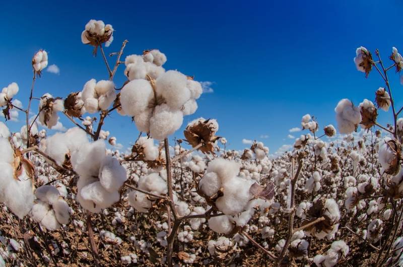 Punjab to achieve cotton cultivation target in next ten days